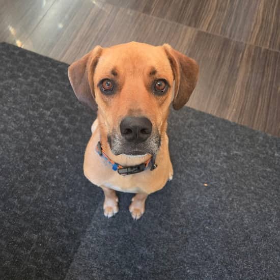 River - Mixed Breed available for adoption at ARF Ontario in London