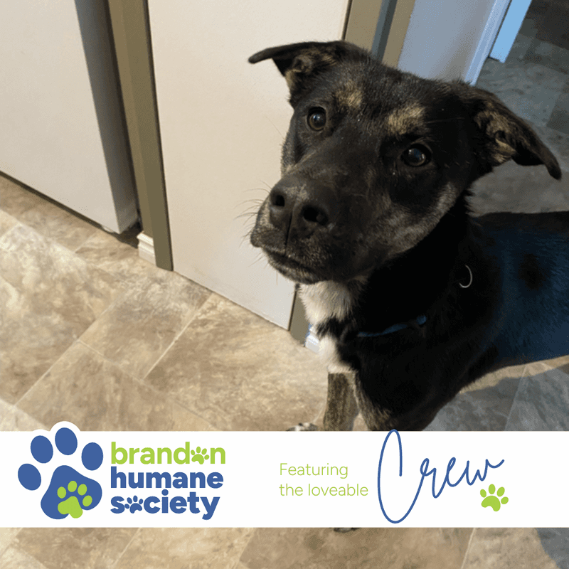 Crew - Mixed Breed available for adoption