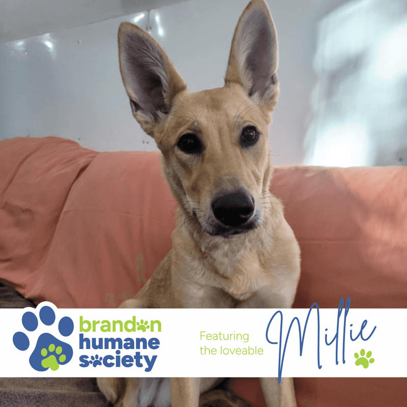 Millie - Mixed Breed available for adoption
