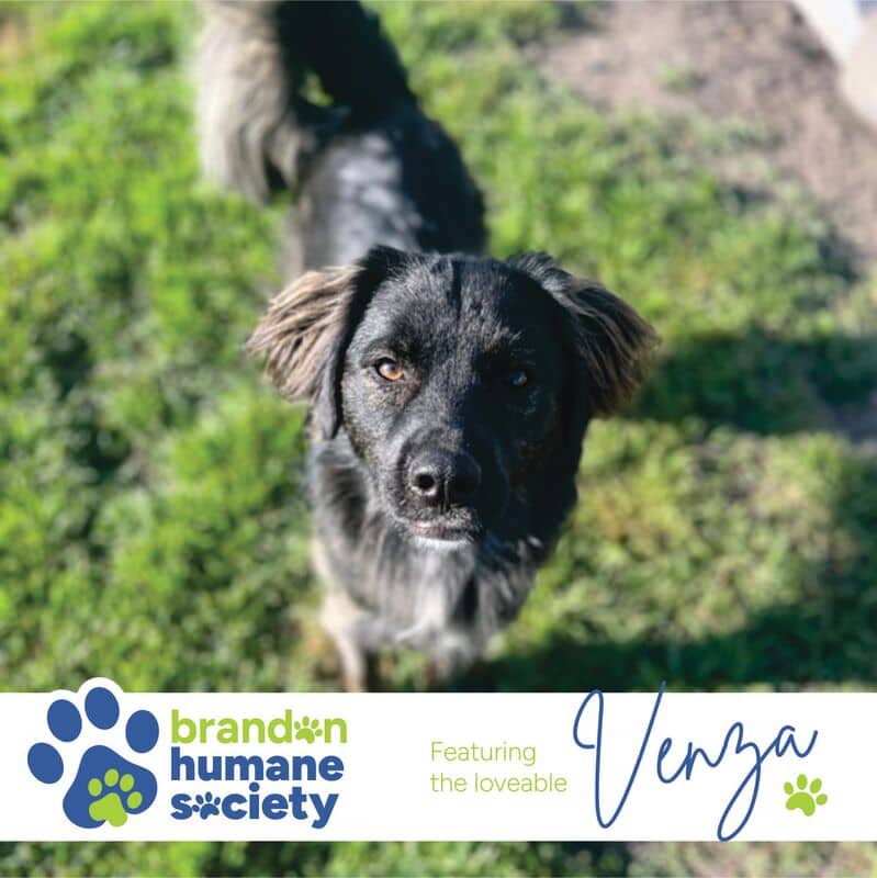 Venza - Mixed Breed available for adoption at Brandon Humane Society in Brandon