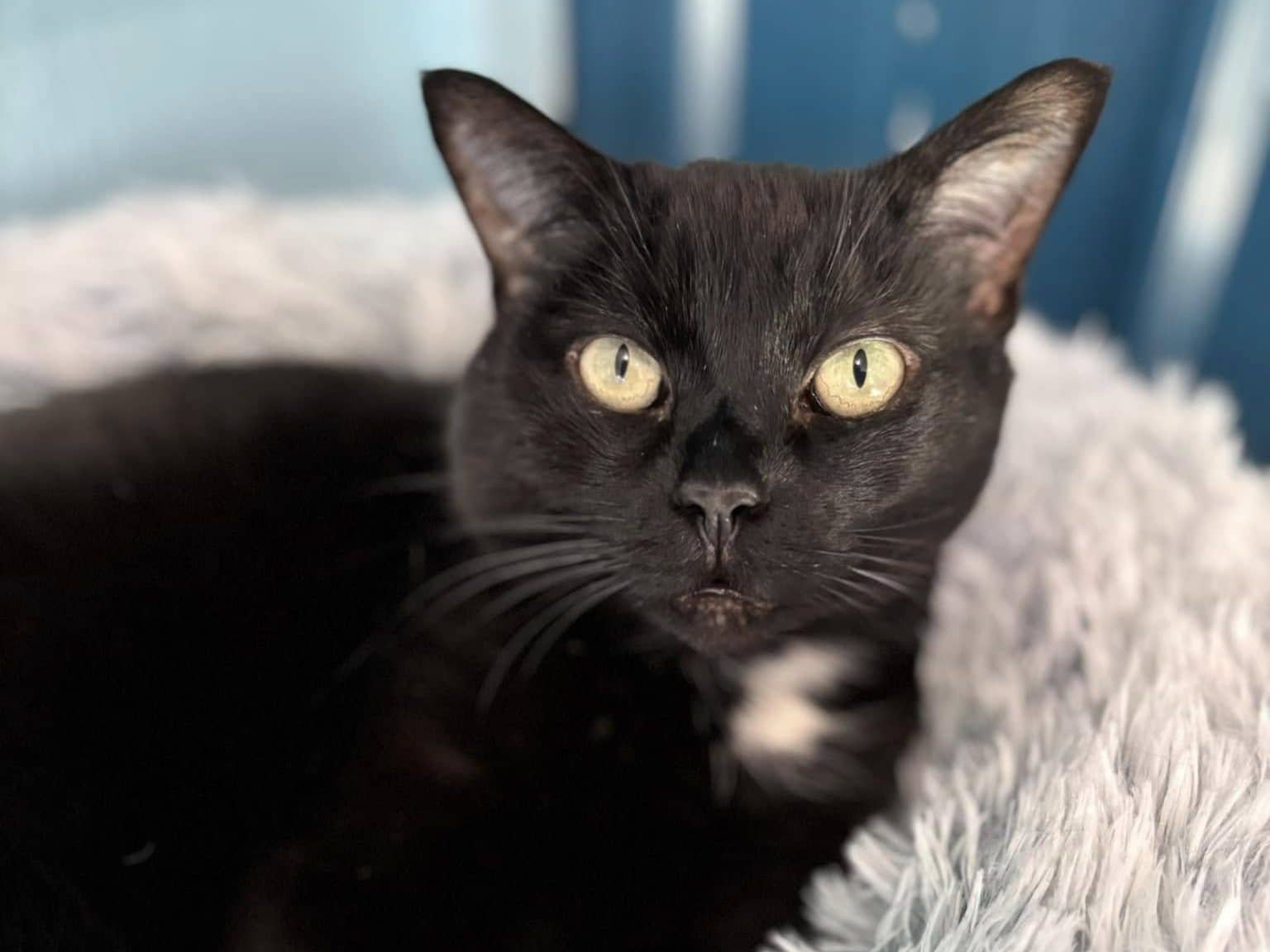 SADIE - Domestic Short-Hair cat available for adoption at CARES Cat Shelter in Vancouver