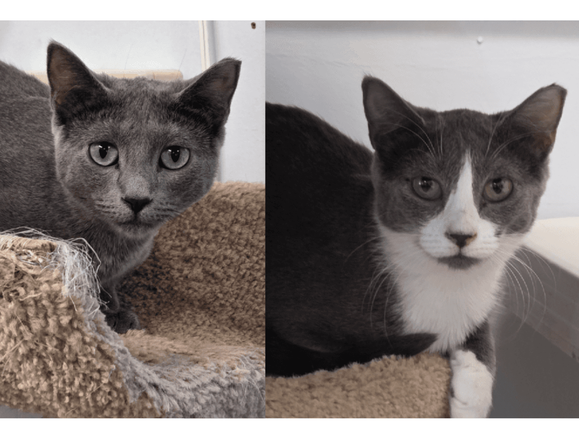 PEBBLES & STORM - Domestic Short Hair available for adoption