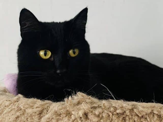 BARTIE - Domestic Short-Hair cat available for adoption at CARES Cat Shelter in Vancouver