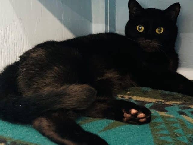 BOO - Domestic Short-Hair cat available for adoption at CARES Cat Shelter in Vancouver