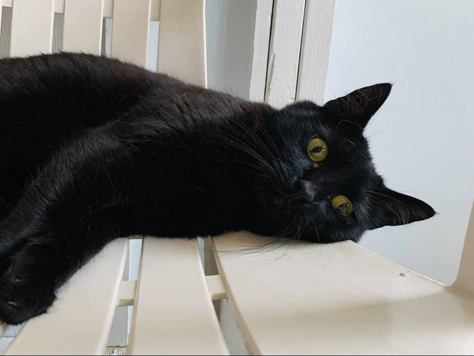 MAGGIE - Domestic Short-Hair available for adoption