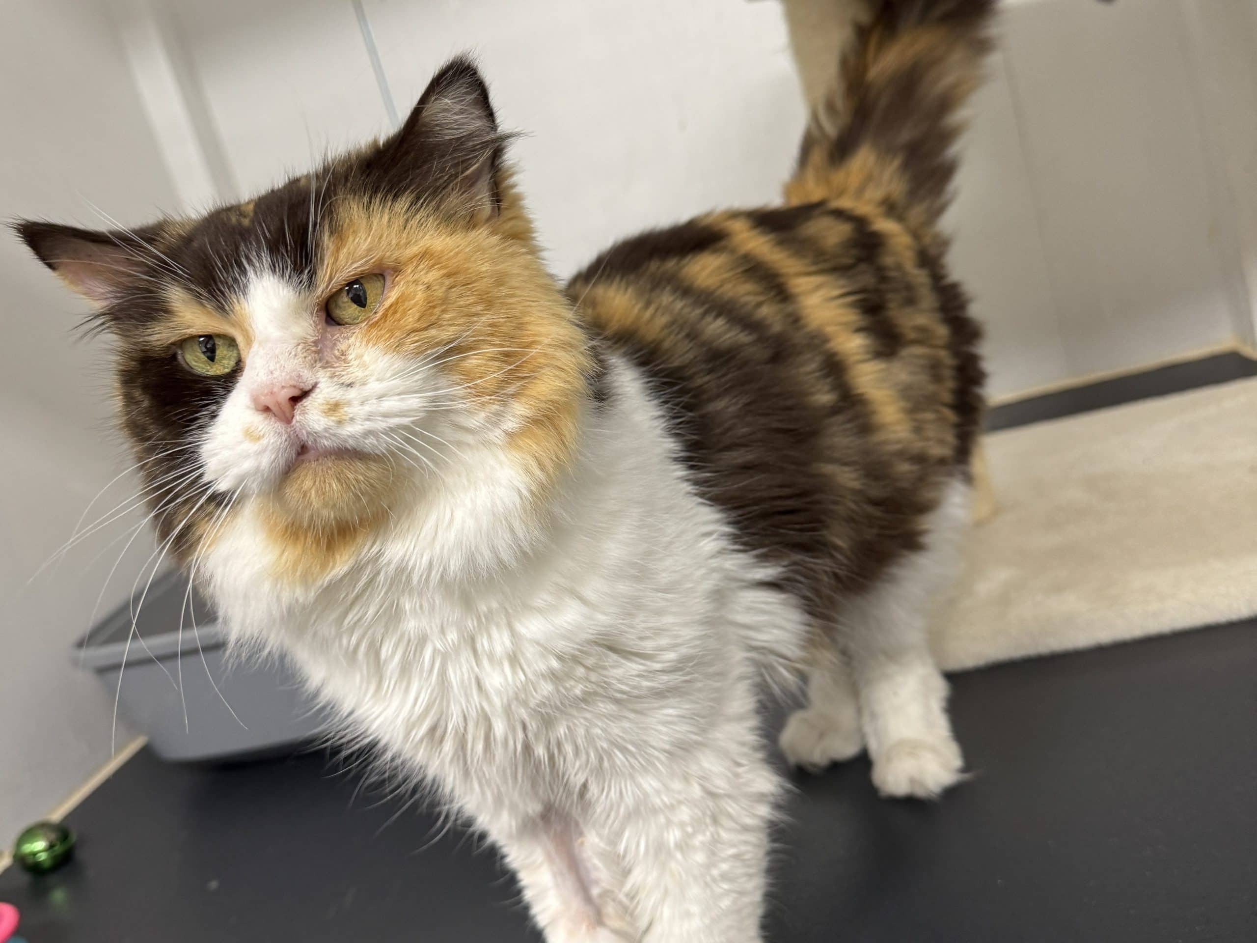 MIA - Domestic Meduim-Hair cat available for adoption at CARES Cat Shelter in Langley