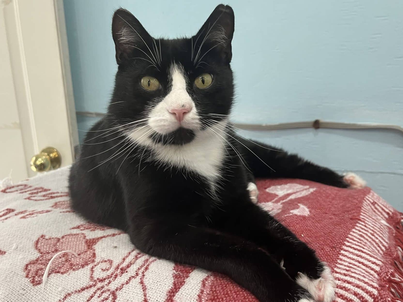 NASH - Domestic Short-Hair cat available for adoption at CARES Cat Shelter in Vancouver