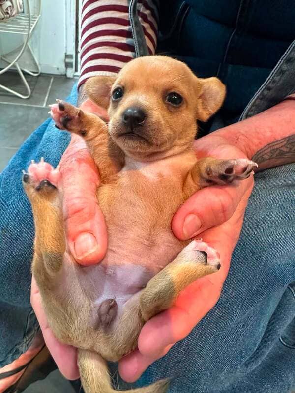 Daphne - Mixed Breed available for adoption at CB Rescue Foundation in Calgary