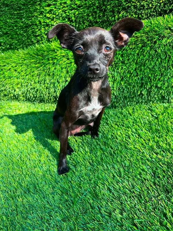 Darla - Chihuahua Mix available for adoption at CB Rescue Foundation in Calgary