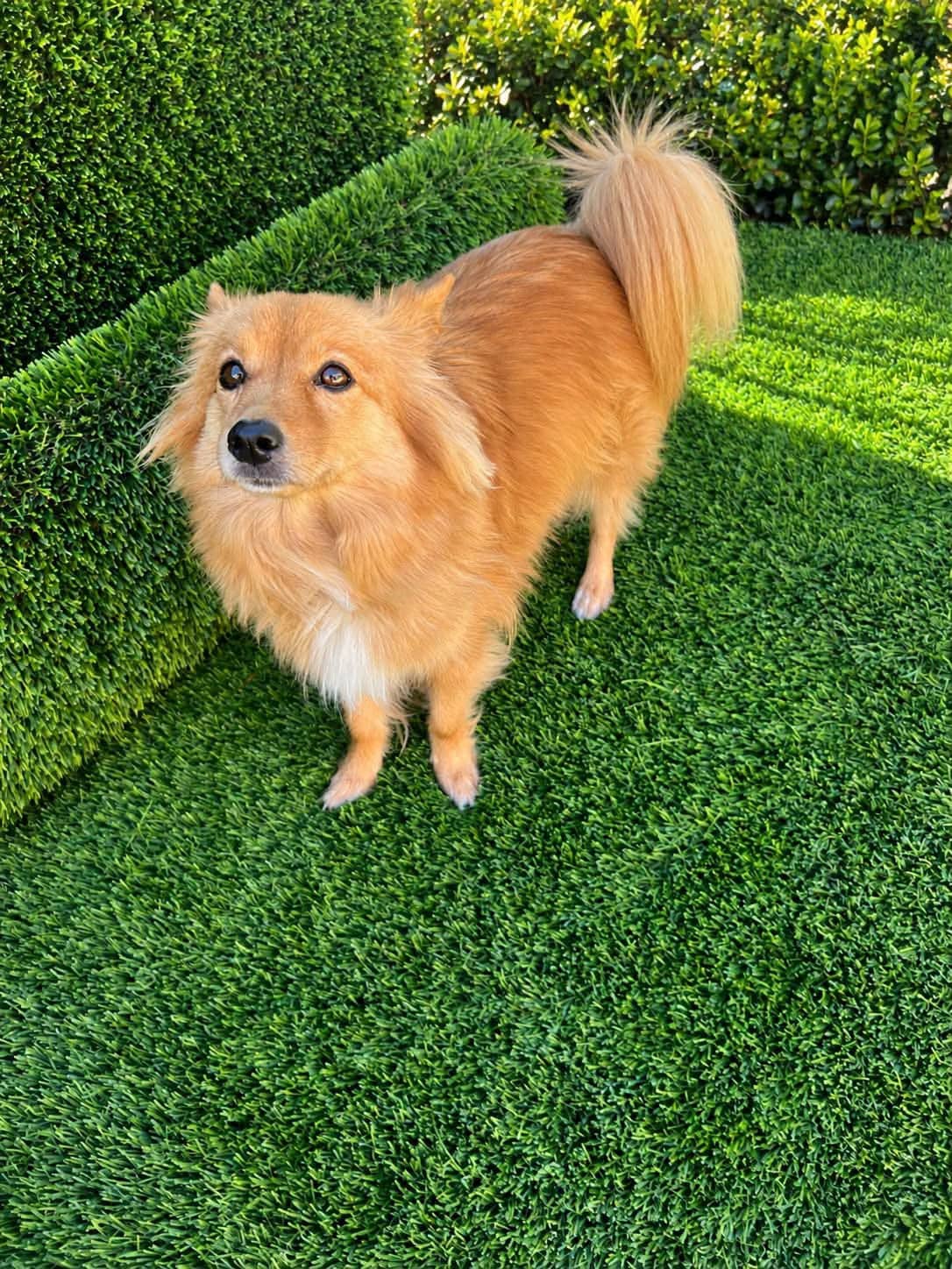 Gigi - Chihuahua / Pomeranian Mix available for adoption at CB Rescue Foundation in Calgary