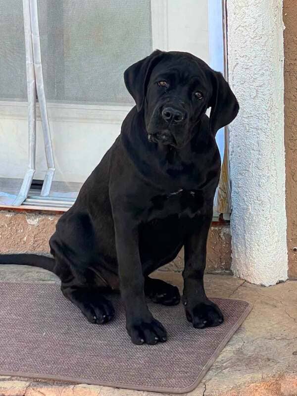 Keeley - Cane Corso mix available for adoption at CB Rescue Foundation in Calgary