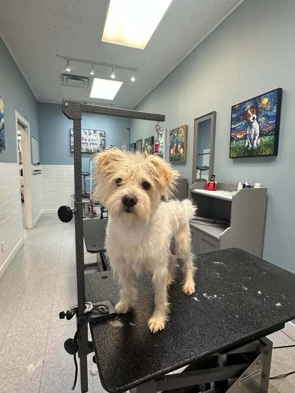 Güero (now Leo) - Mixed Breed available for adoption at CB Rescue Foundation in Calgary