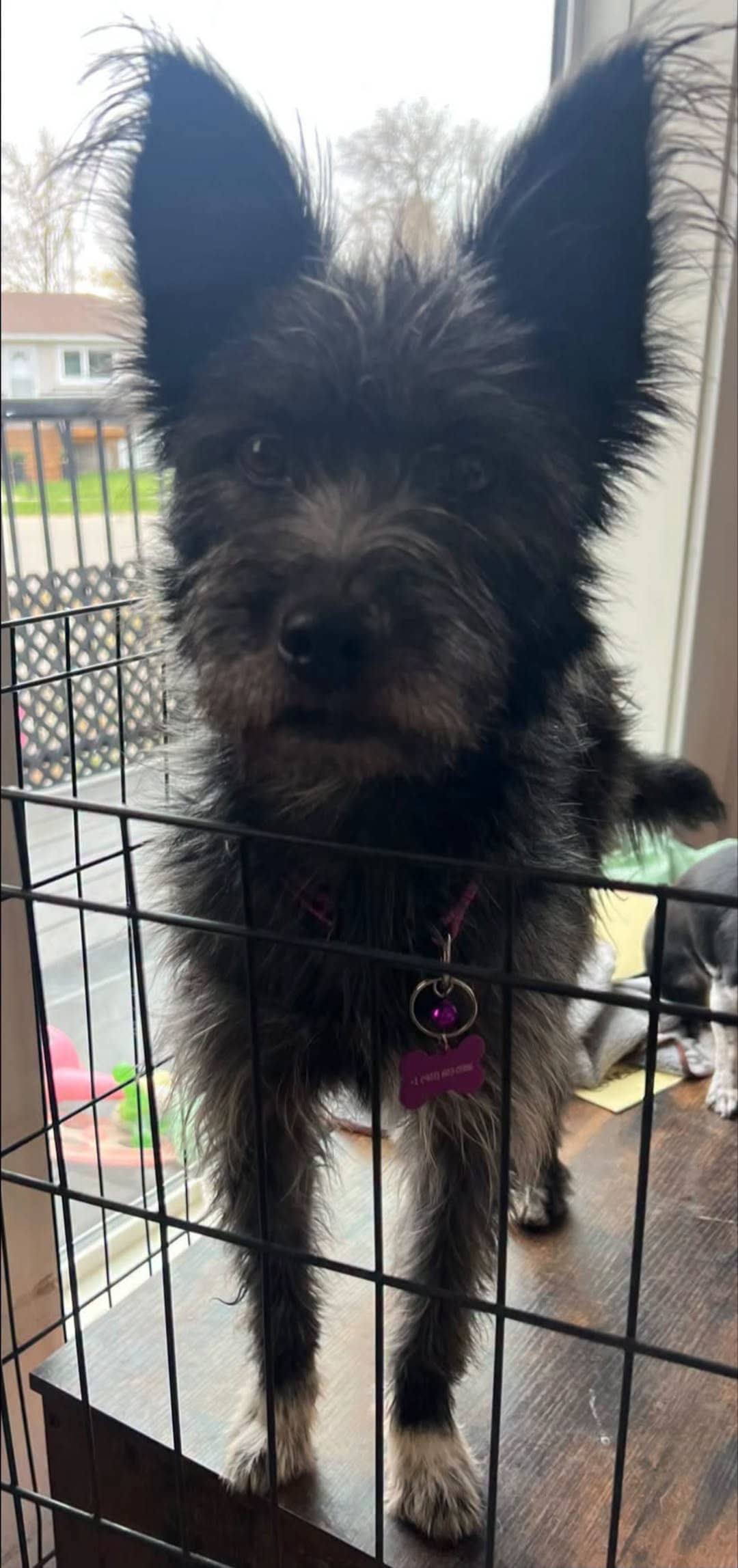 Linda - Mixed Breed available for adoption at CB Rescue Foundation in Calgary