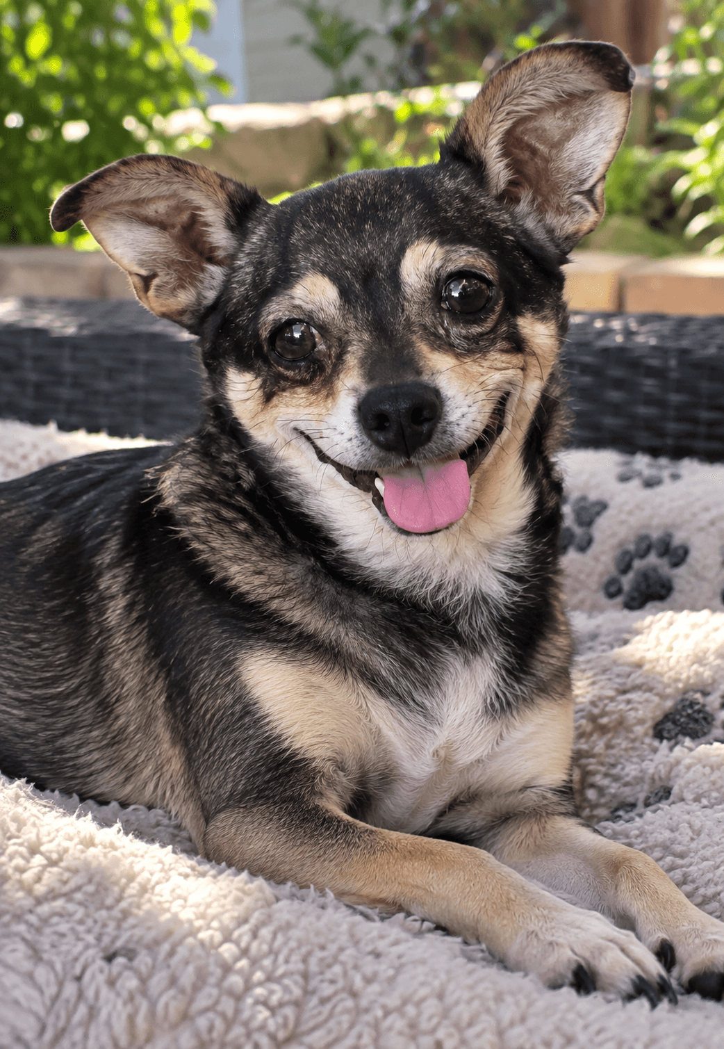 Negrita - Chihuahua available for adoption at CB Rescue Foundation in Calgary