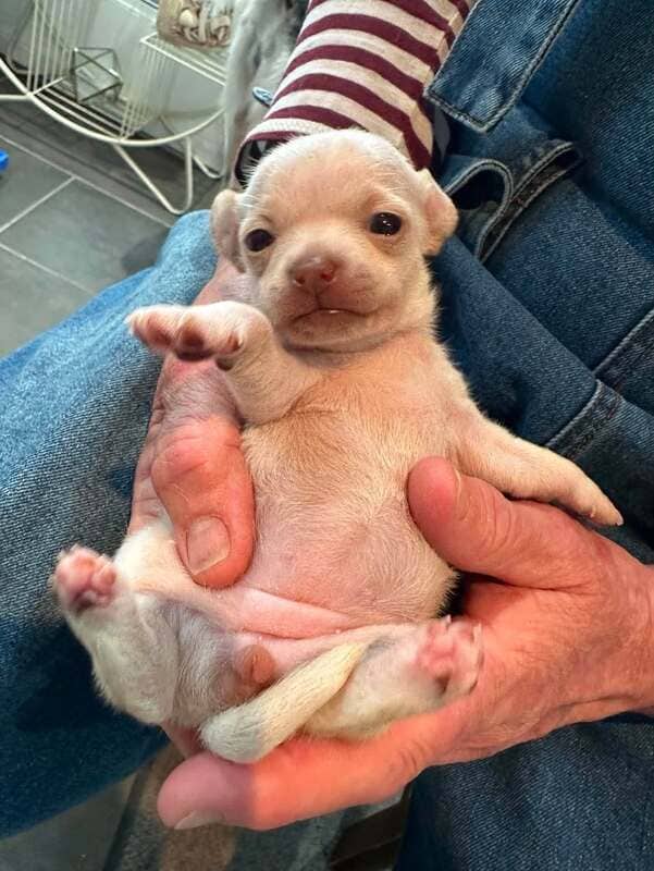 Scrappy - Mixed Breed available for adoption