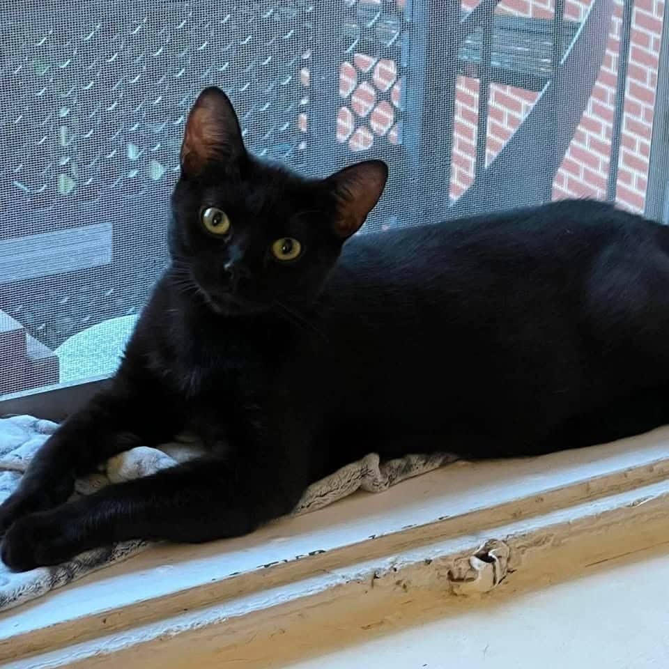 Slater - Domestic Shorthair cat available for adoption at Chatons Orphelins Montréal in Montreal