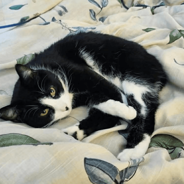 Marguerite - Domestic Shorthair cat available for adoption at Chatons Orphelins Montréal in Montreal