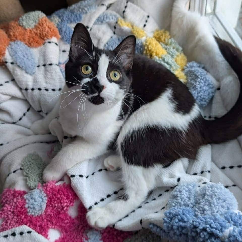 Fallone - Domestic Shorthair cat available for adoption at Chatons Orphelins Montréal in Montreal