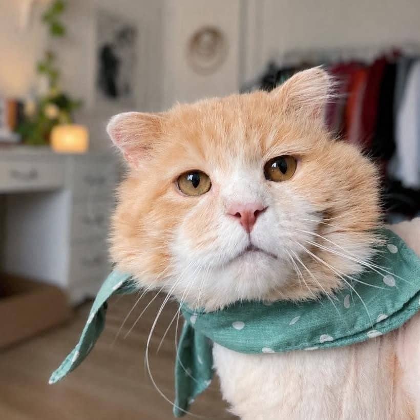 Igor - Domestic Shorthair cat available for adoption at Chatons Orphelins Montréal in Montreal