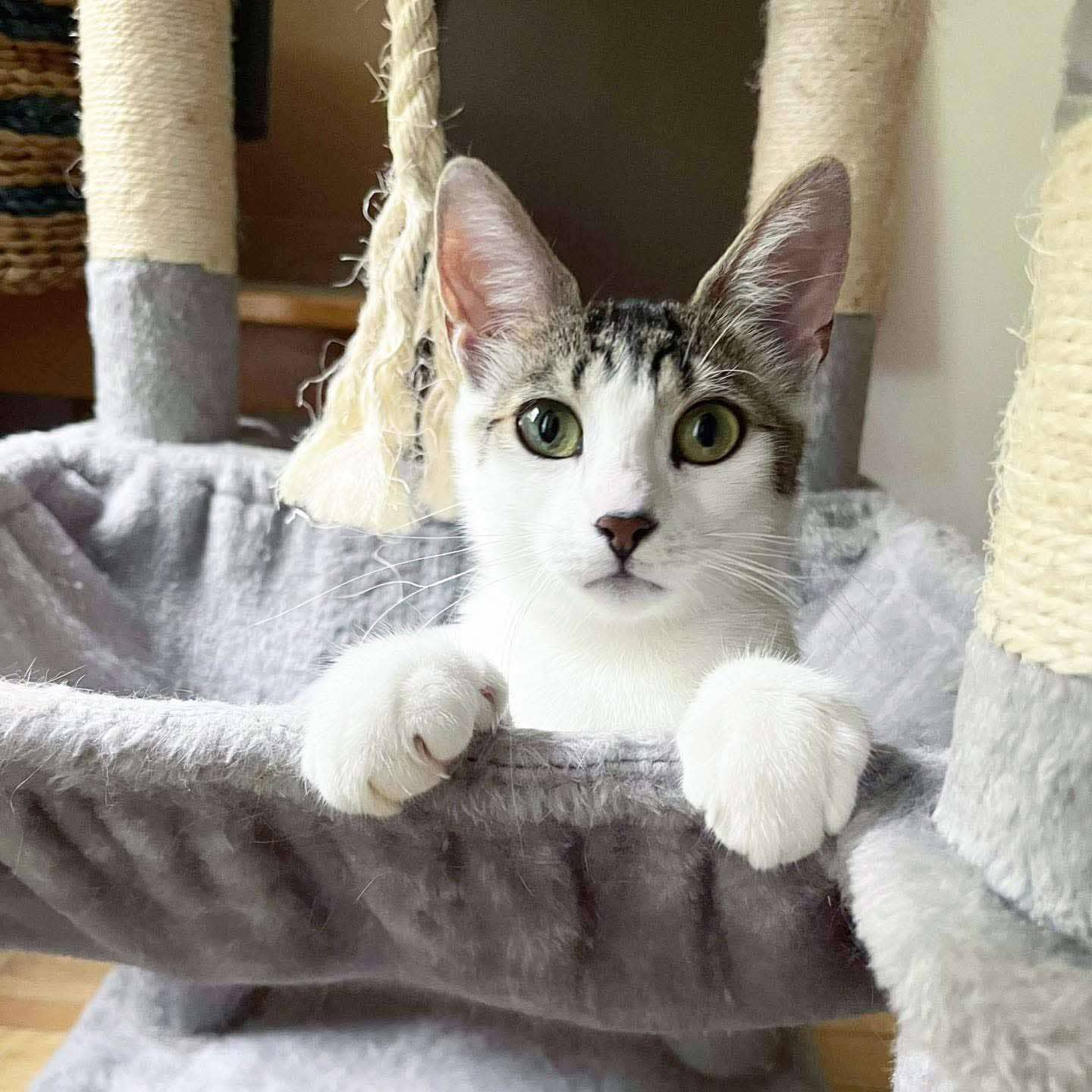 Minah - Domestic Shorthair cat available for adoption at Chatons Orphelins Montréal in Montreal