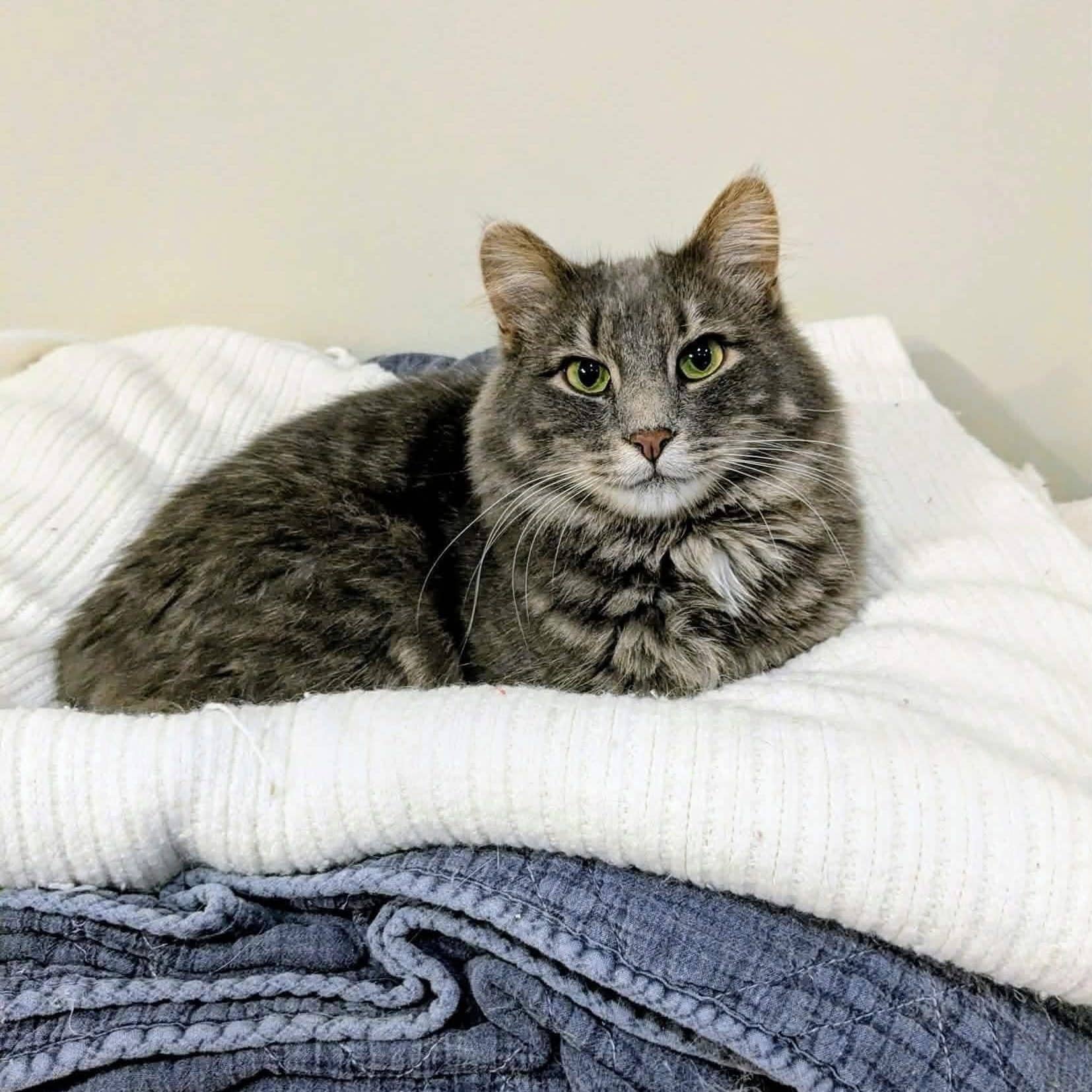 Bernard - Domestic Shorthair cat available for adoption at Chatons Orphelins Montréal in Montreal