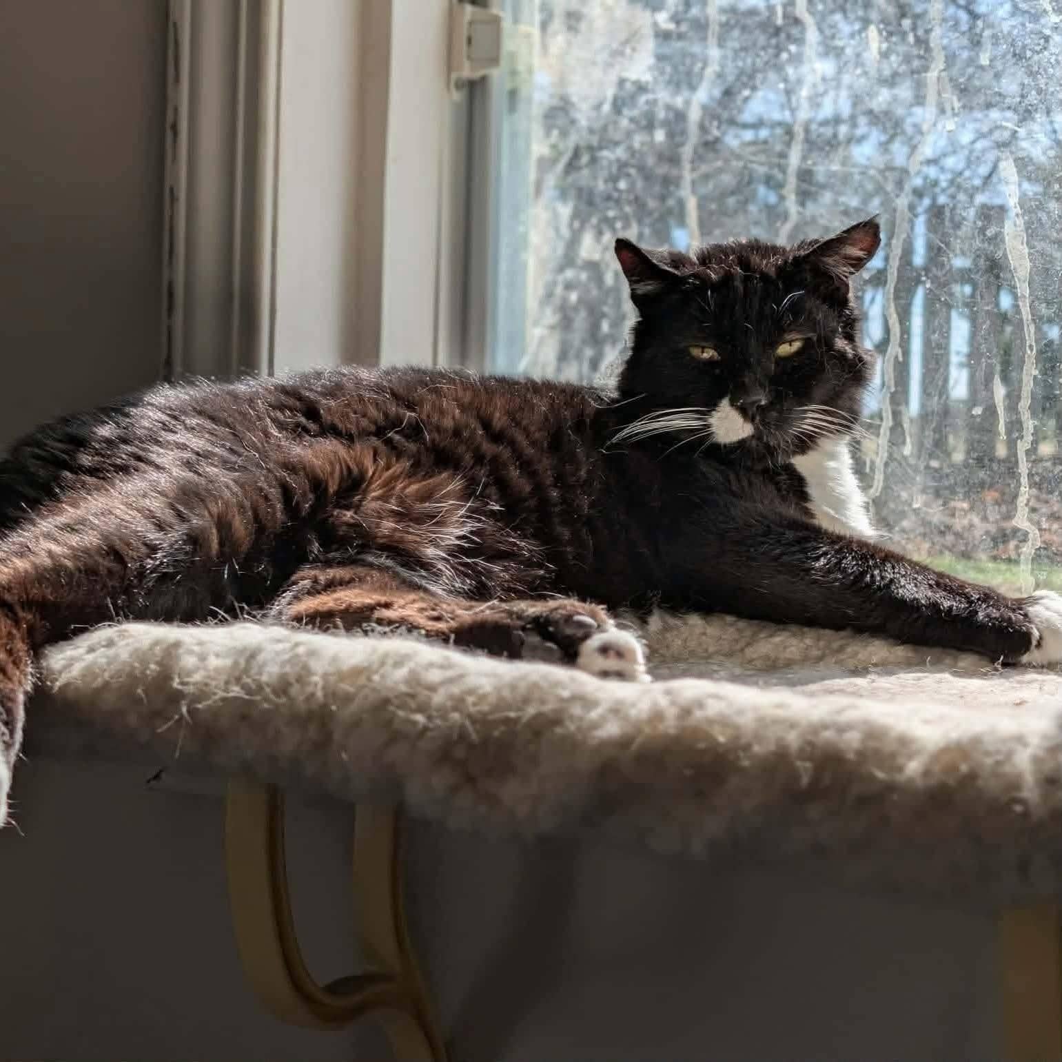 Monty - Domestic Shorthair cat available for adoption at Chatons Orphelins Montréal in Montreal