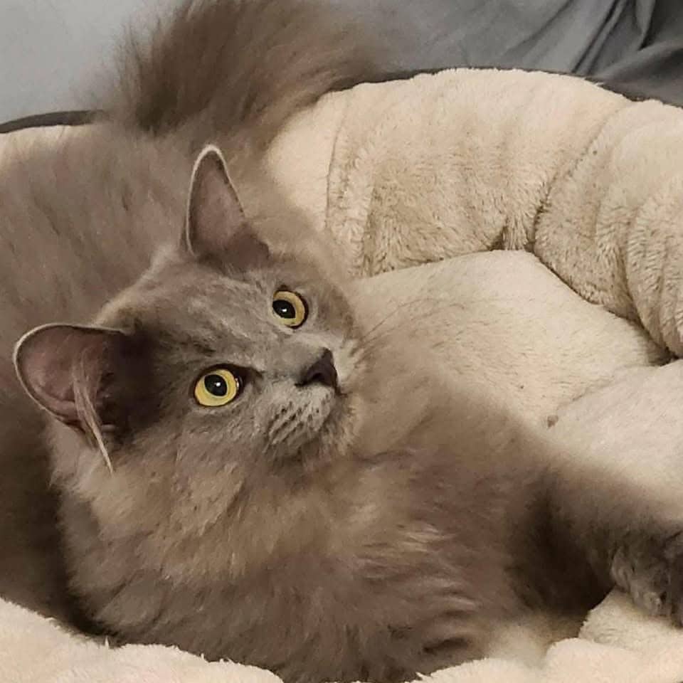 Corbie - Domestic Shorthair available for adoption
