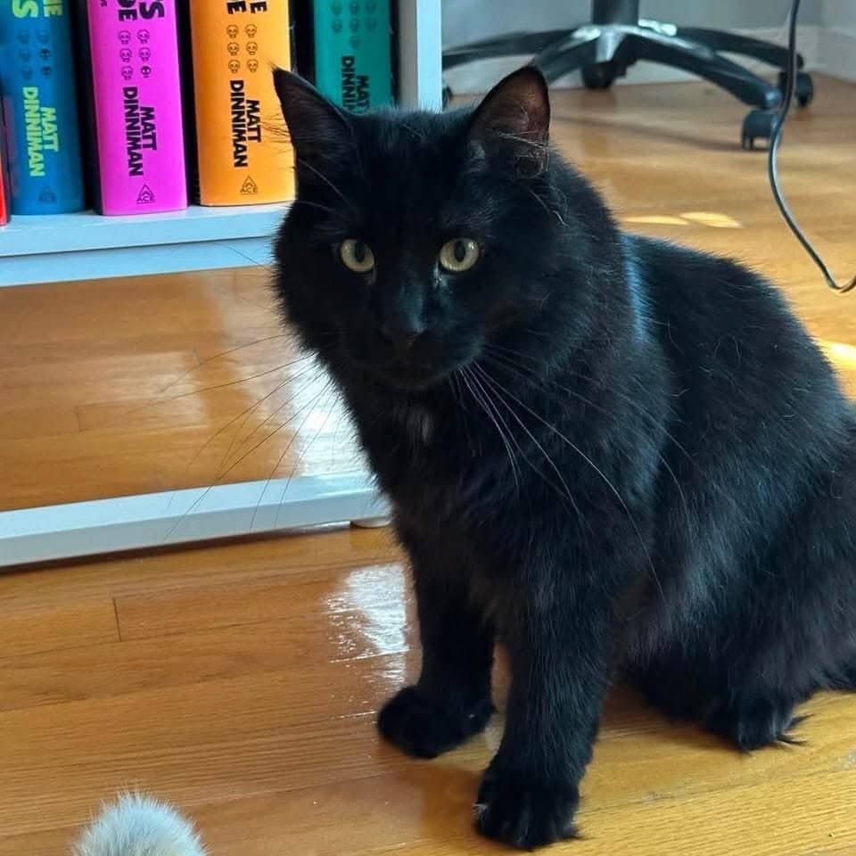 Oxford - Domestic Shorthair cat available for adoption at Chatons Orphelins Montréal in Montreal