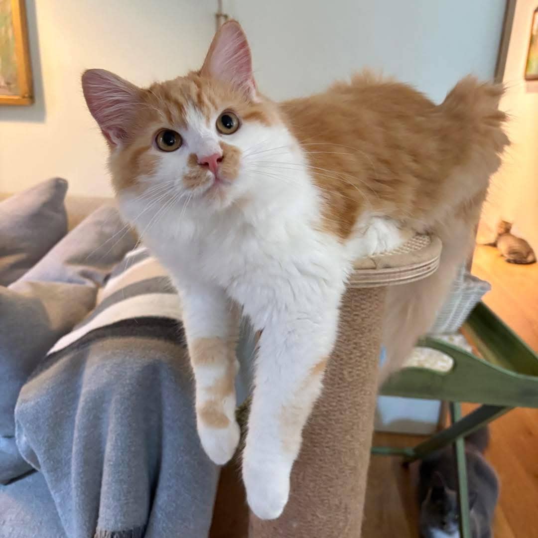Askott - Domestic Shorthair available for adoption