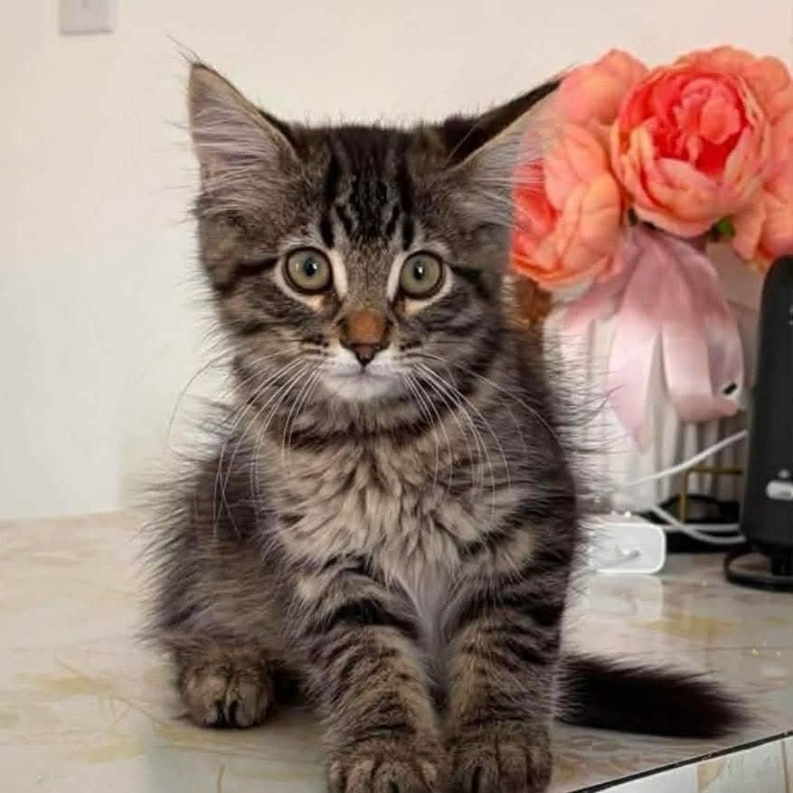 West, Domestic Shorthair, chat à adopter au Québec