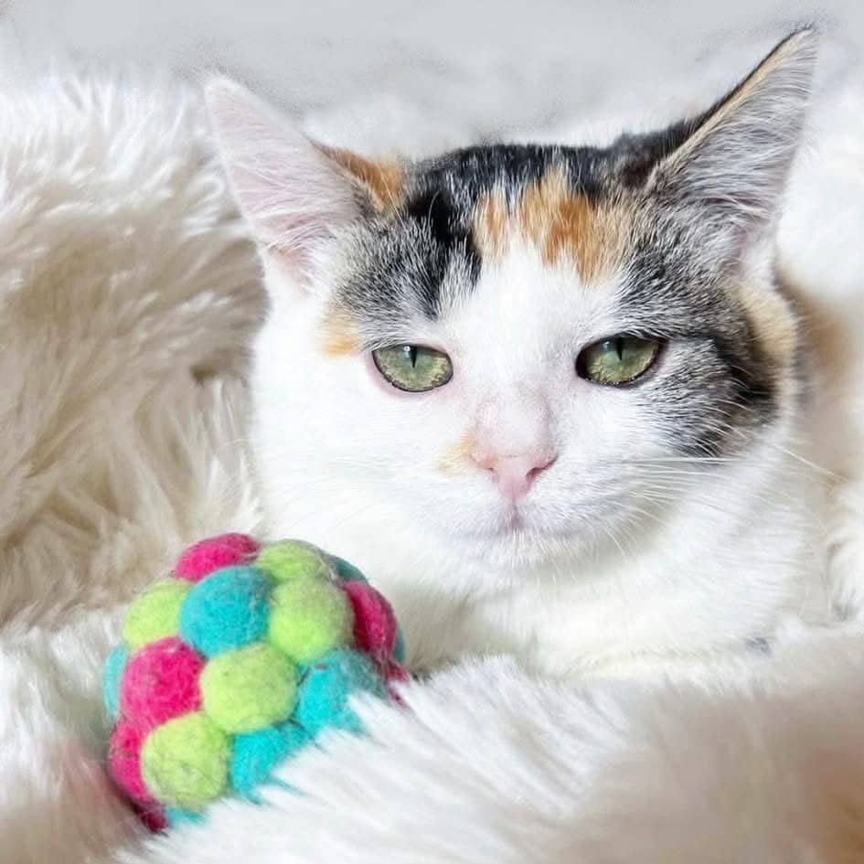 Cuillère - Domestic Shorthair cat available for adoption at Chatons Orphelins Montréal in Montreal