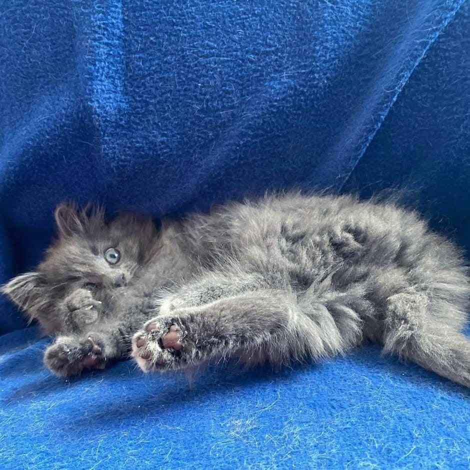 Sakura - Domestic Shorthair available for adoption