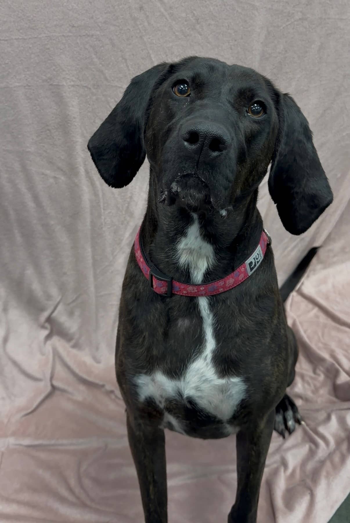 Annabelle - Mixed Breed available for adoption at Delta Community Animal Shelter in Vancouver