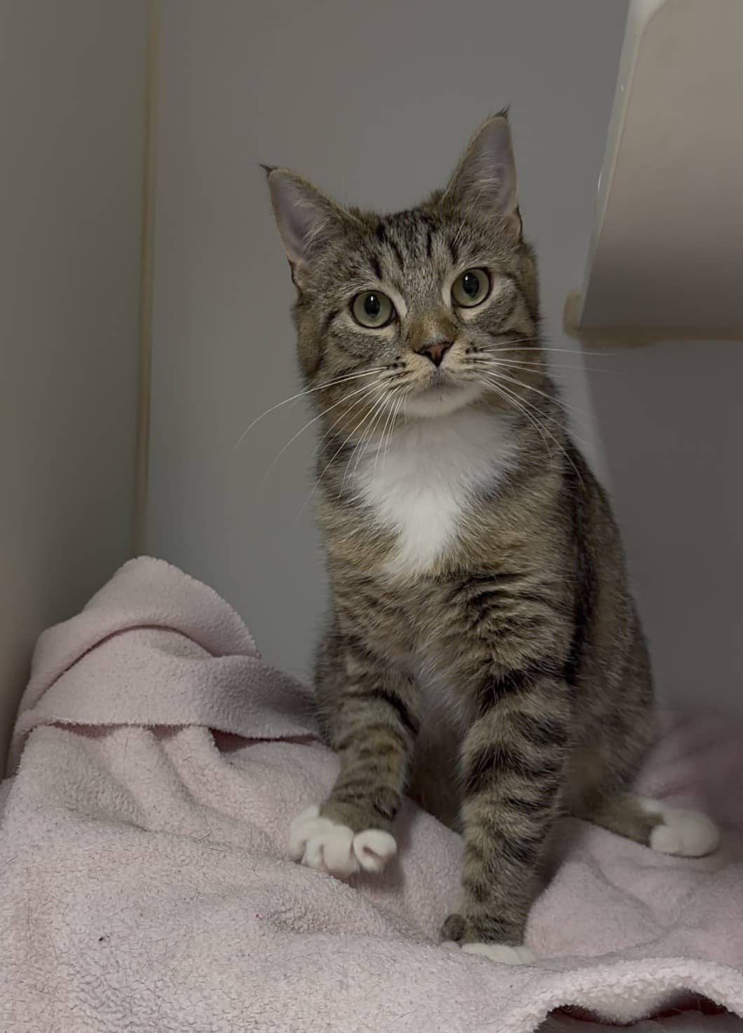 Po - Tabby cat available for adoption in Calgary