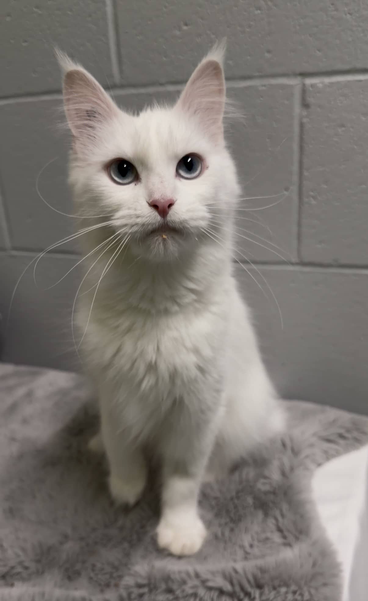 Kennedy - Domestic Shorthair cat available for adoption in Calgary