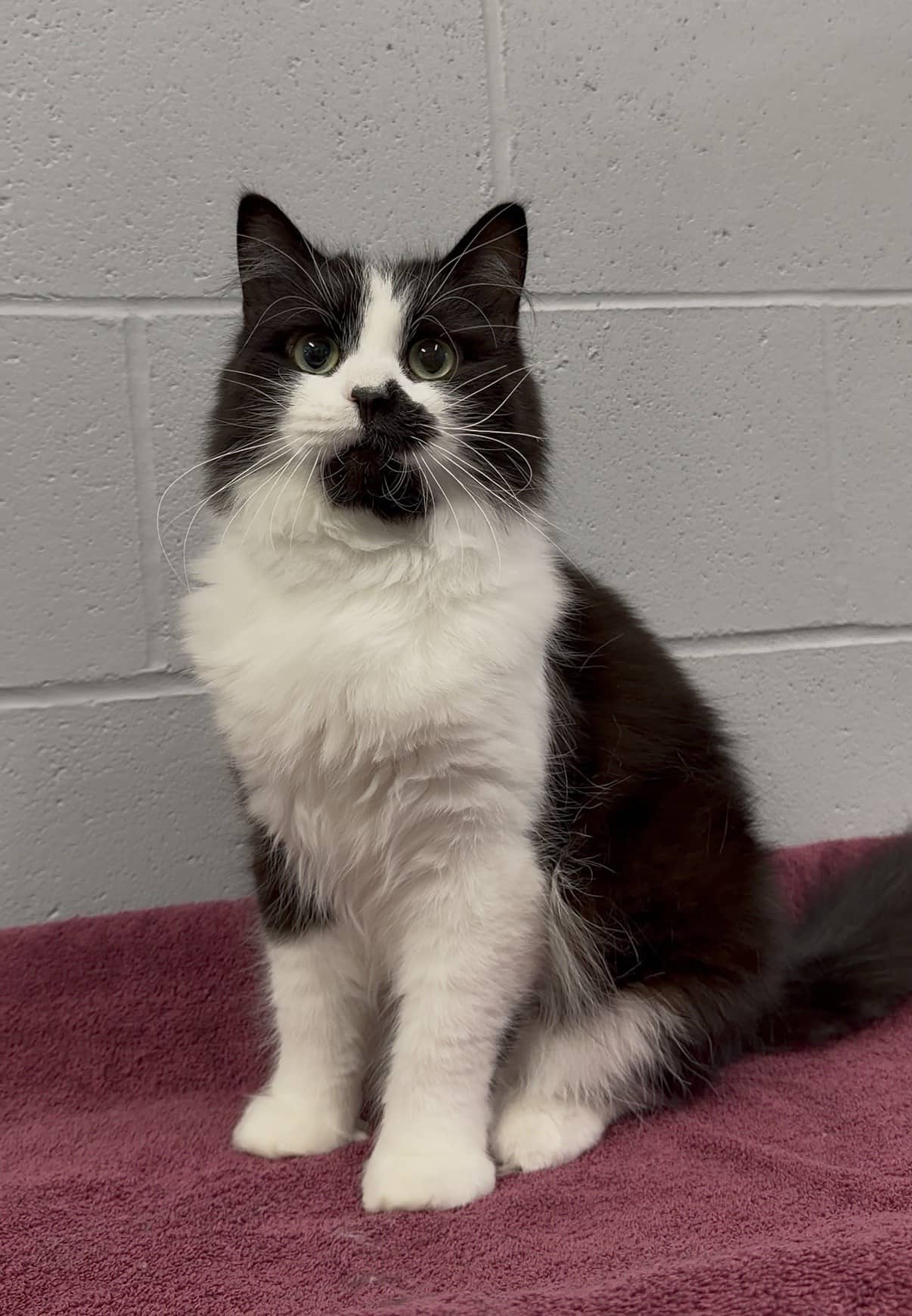 Panda - Tuxedo cat available for adoption in Calgary