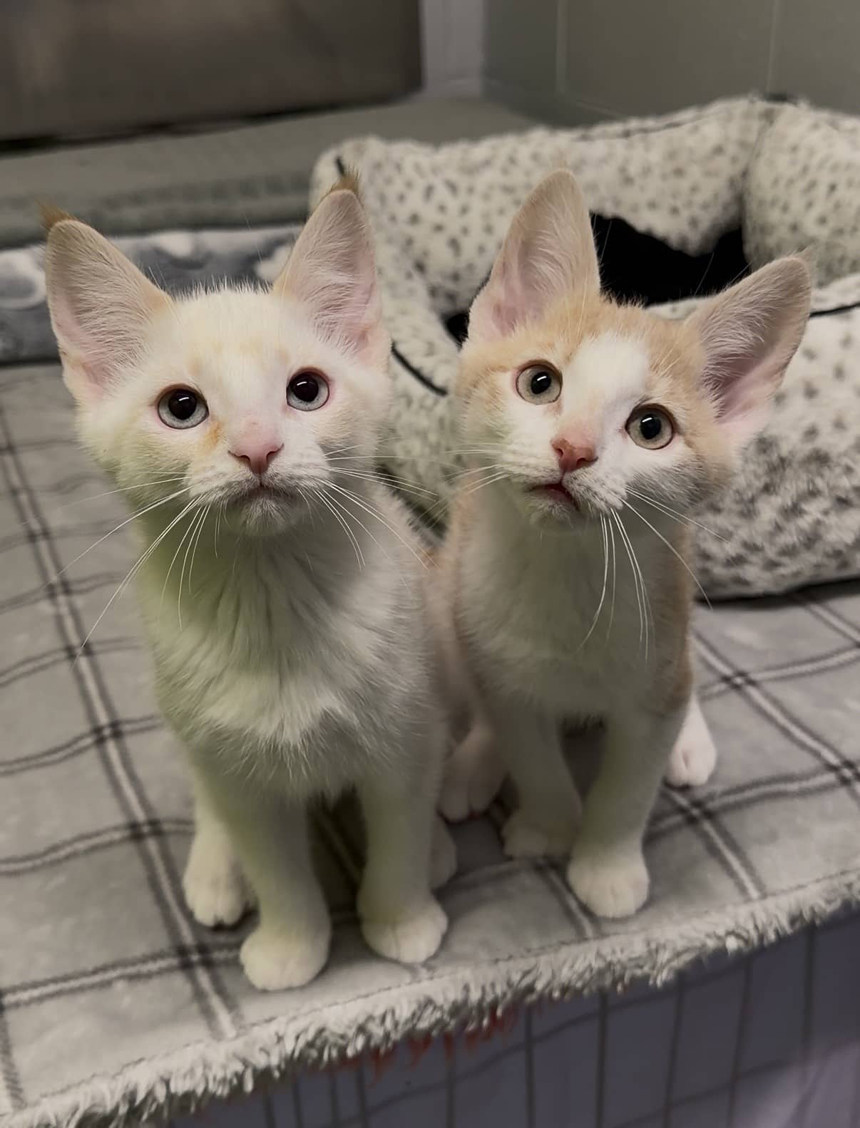 Spritzer & Sailor Jerry - Domestic Shorthair available for adoption