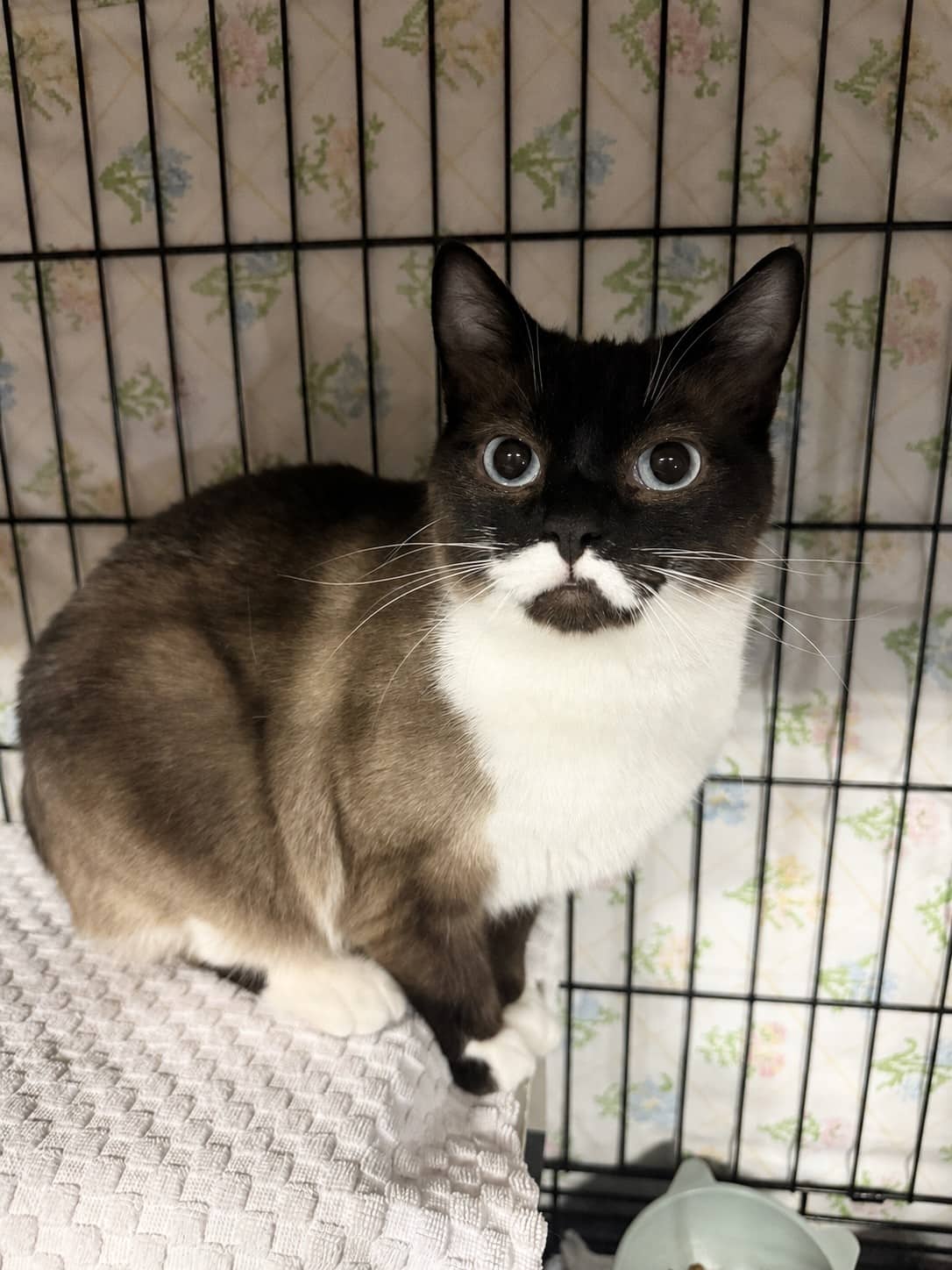 Zara - Domestic Shorthair cat available for adoption in British Columbia