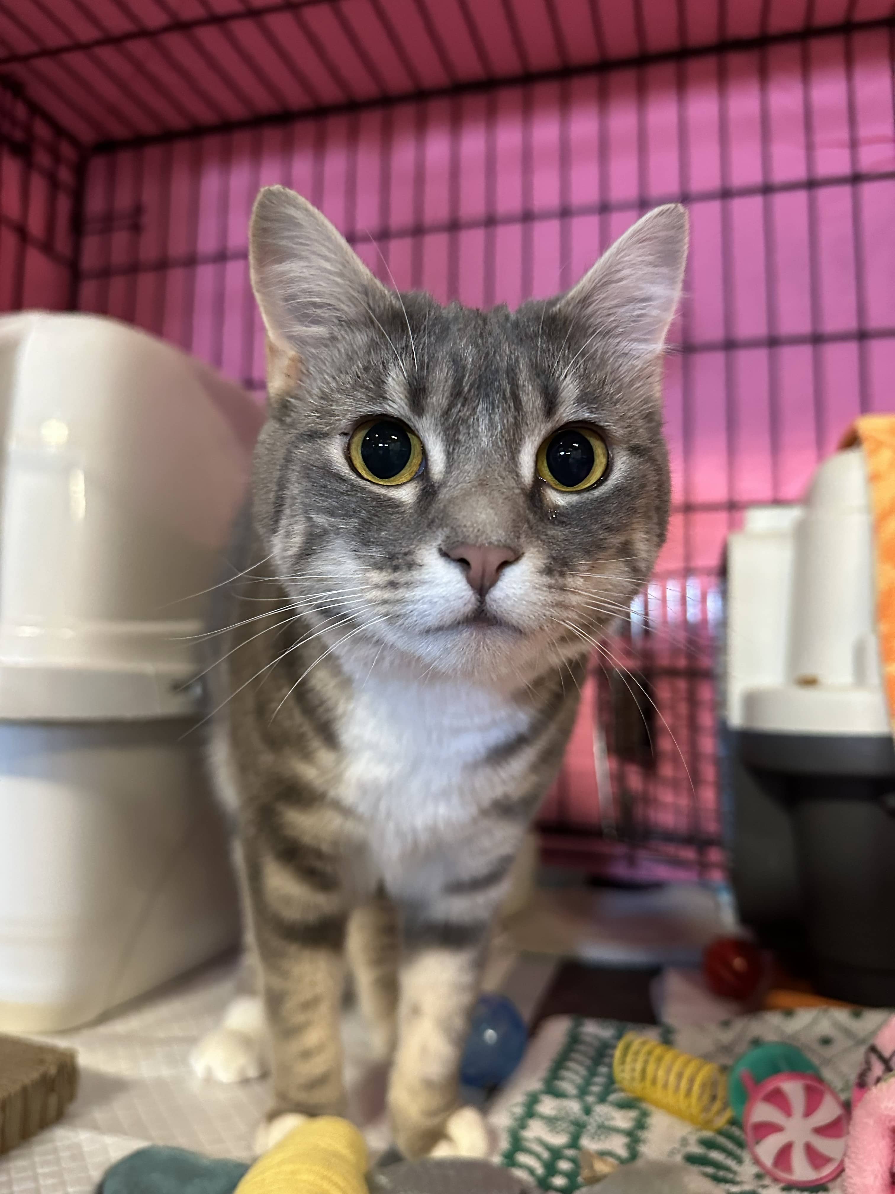 Zelda - Tabby cat available for adoption at Delta Community Animal Shelter in Vancouver