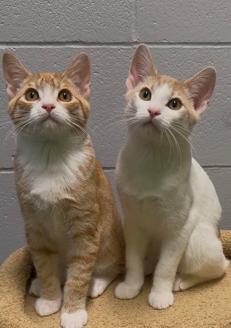 Big Mac & Junior Chicken - Manx cat available for adoption at Delta Community Animal Shelter in Vancouver