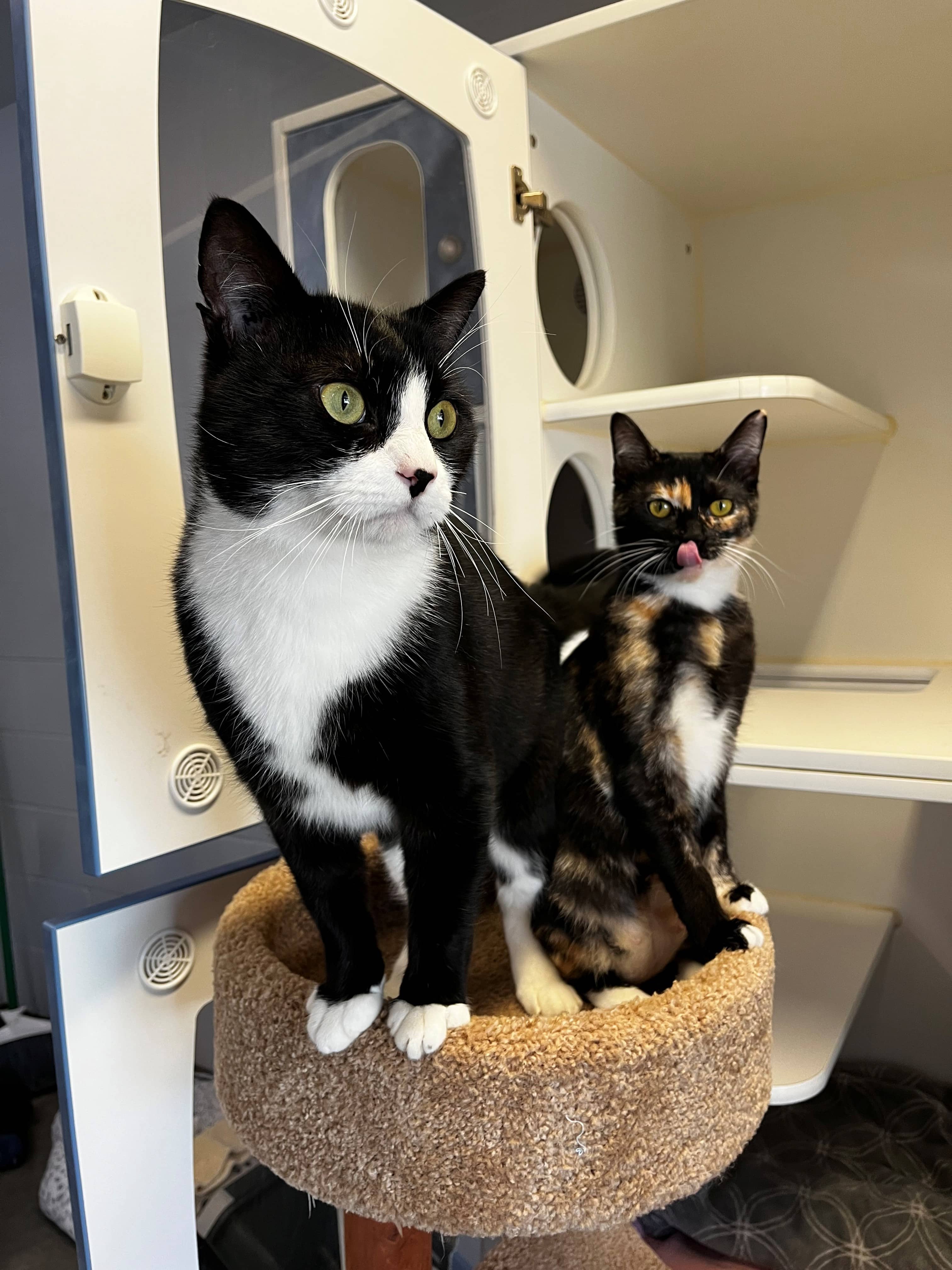 Scrabble & Dice - Tuxedo cat available for adoption at Delta Community Animal Shelter in Vancouver