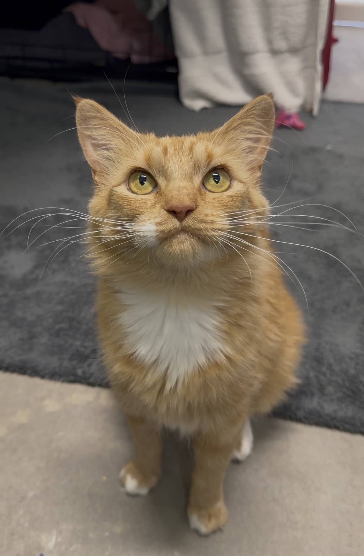Cheez Whiz - Tabby cat available for adoption in British Columbia