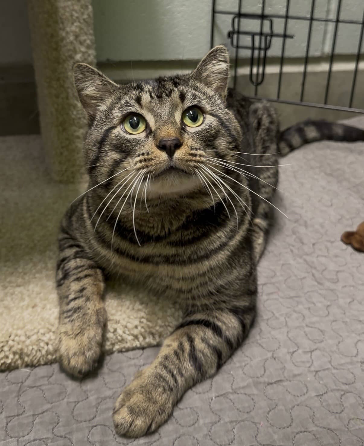 Beau - Tabby cat available for adoption at Delta Community Animal Shelter in Delta