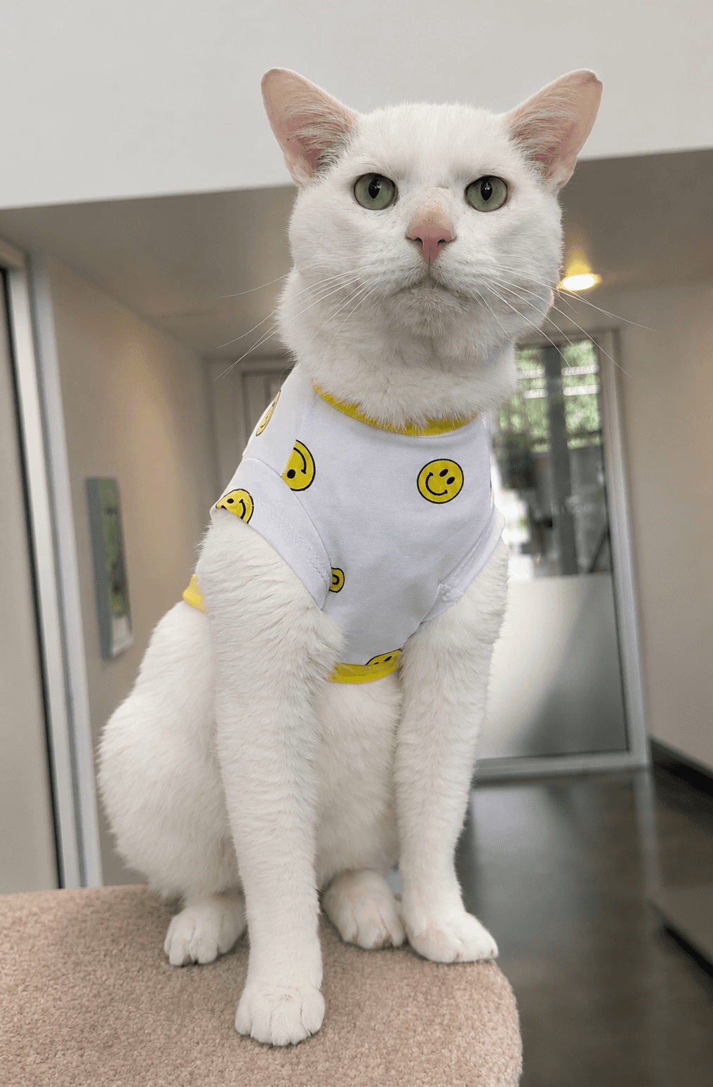 Jon - Domestic Shorthair available for adoption