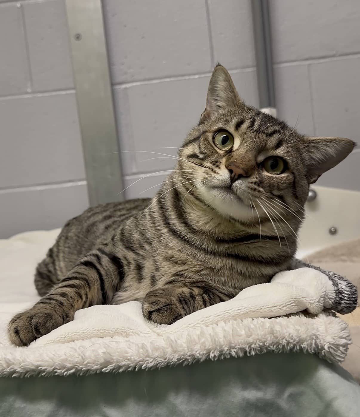 Croissant - Tabby cat available for adoption at Delta Community Animal Shelter in Delta