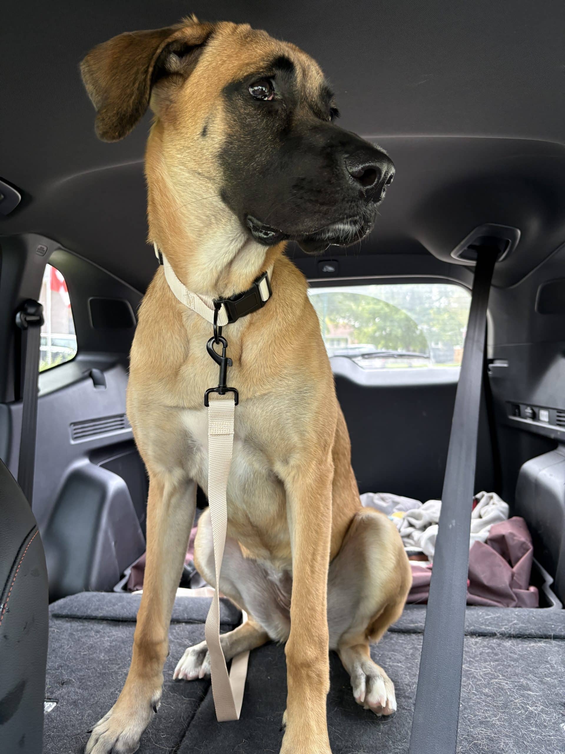 Jellybean - Terrier Mix available for adoption at Earthdog Terrier Rescue in Winnipeg