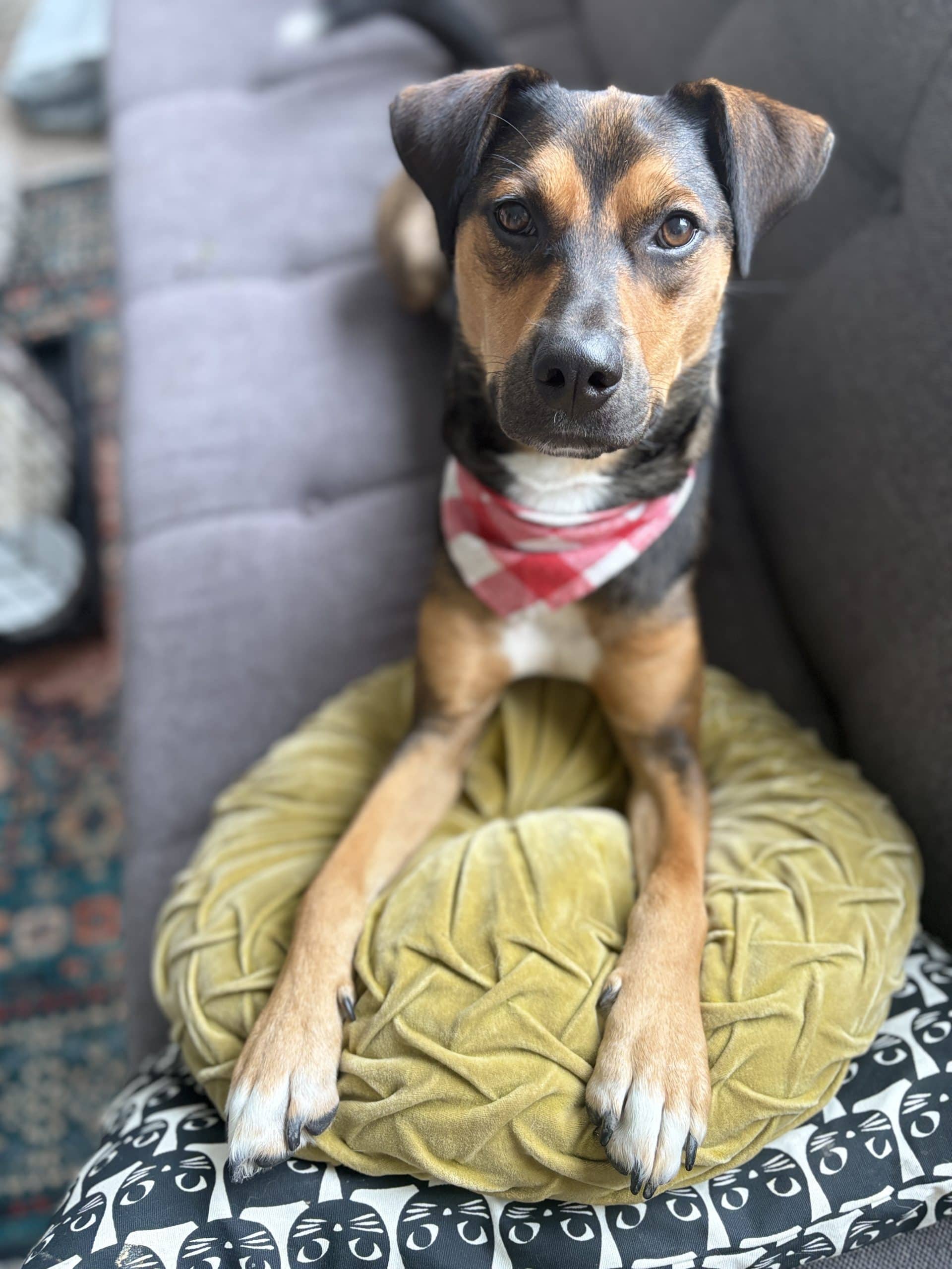 Charlie Brown - Terrier Mix available for adoption at Earthdog Terrier Rescue in Winnipeg