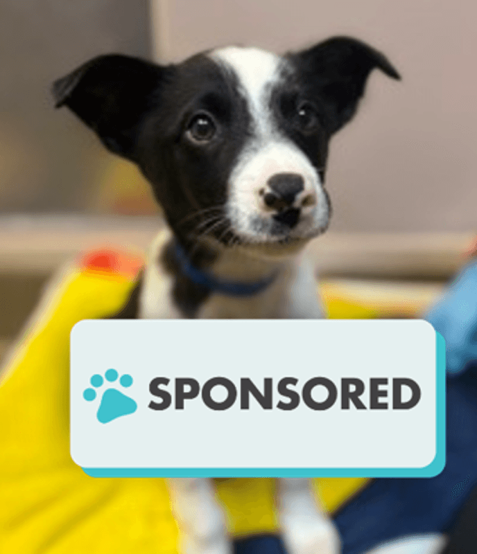 Seamus - Australian Shepherd available for adoption
