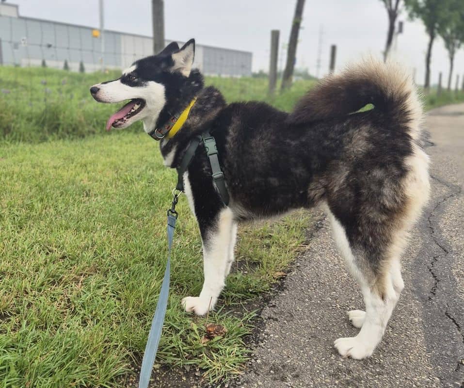 Timber - Siberian Husky available for adoption
