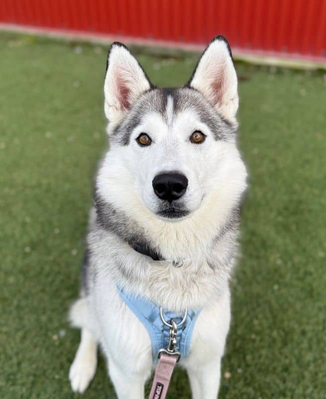 Dash - Siberian Husky available for adoption at Edmonton Humane Society in Calgary (1 of 4)